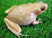 frog-200×148.jpg