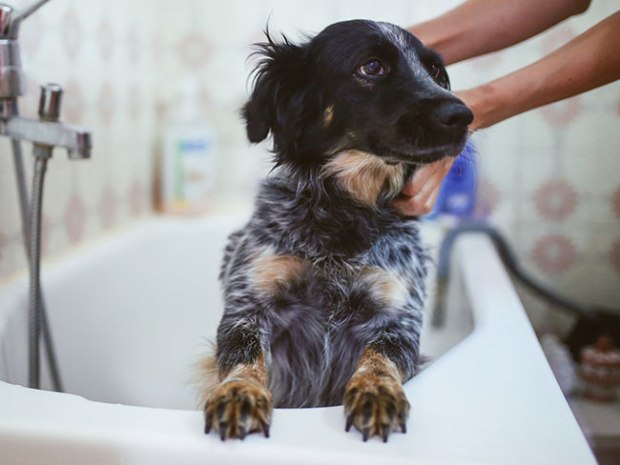How to Wash Your Dog